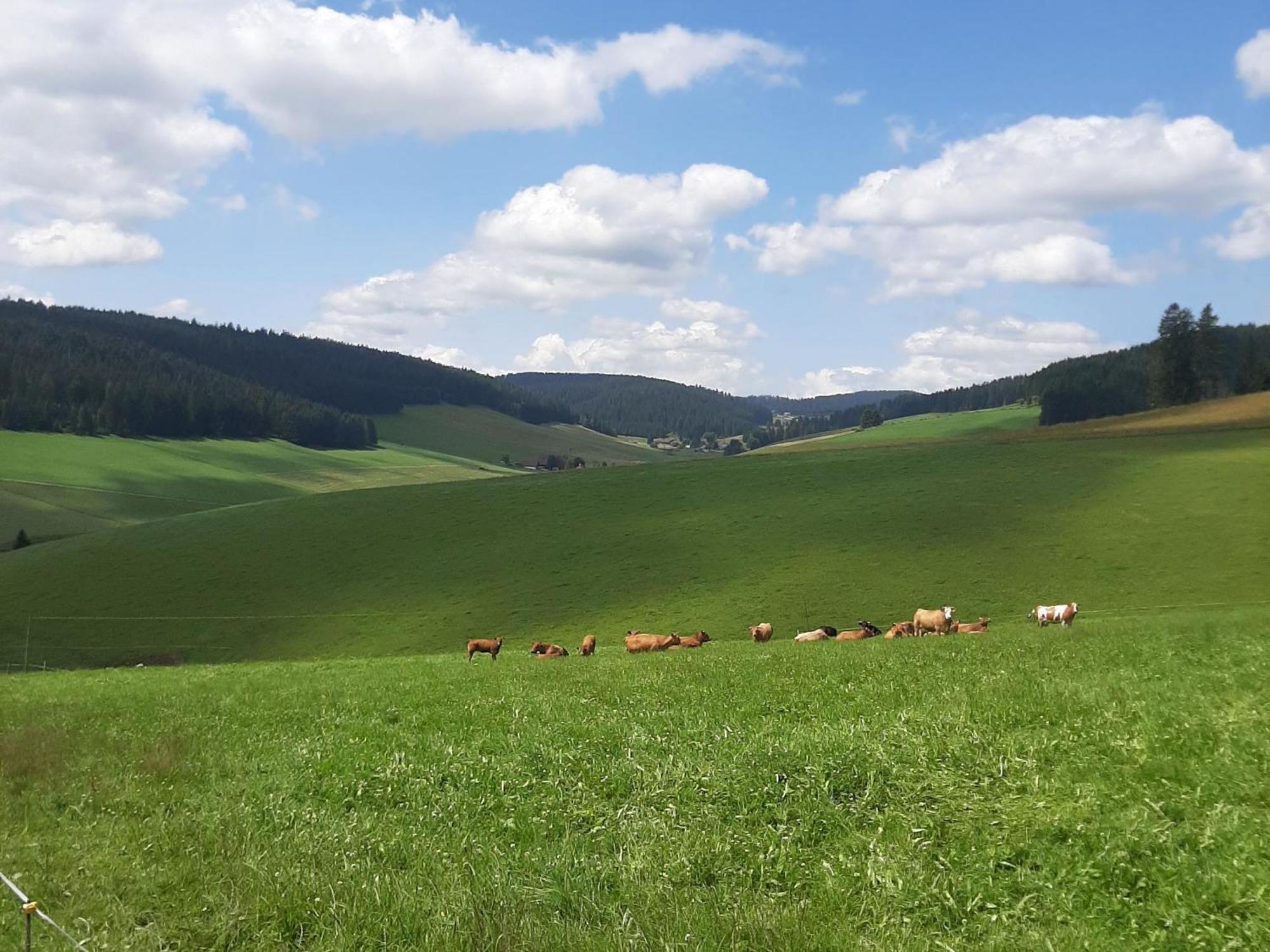Haus Zum Sternen Daire Vöhrenbach Dış mekan fotoğraf